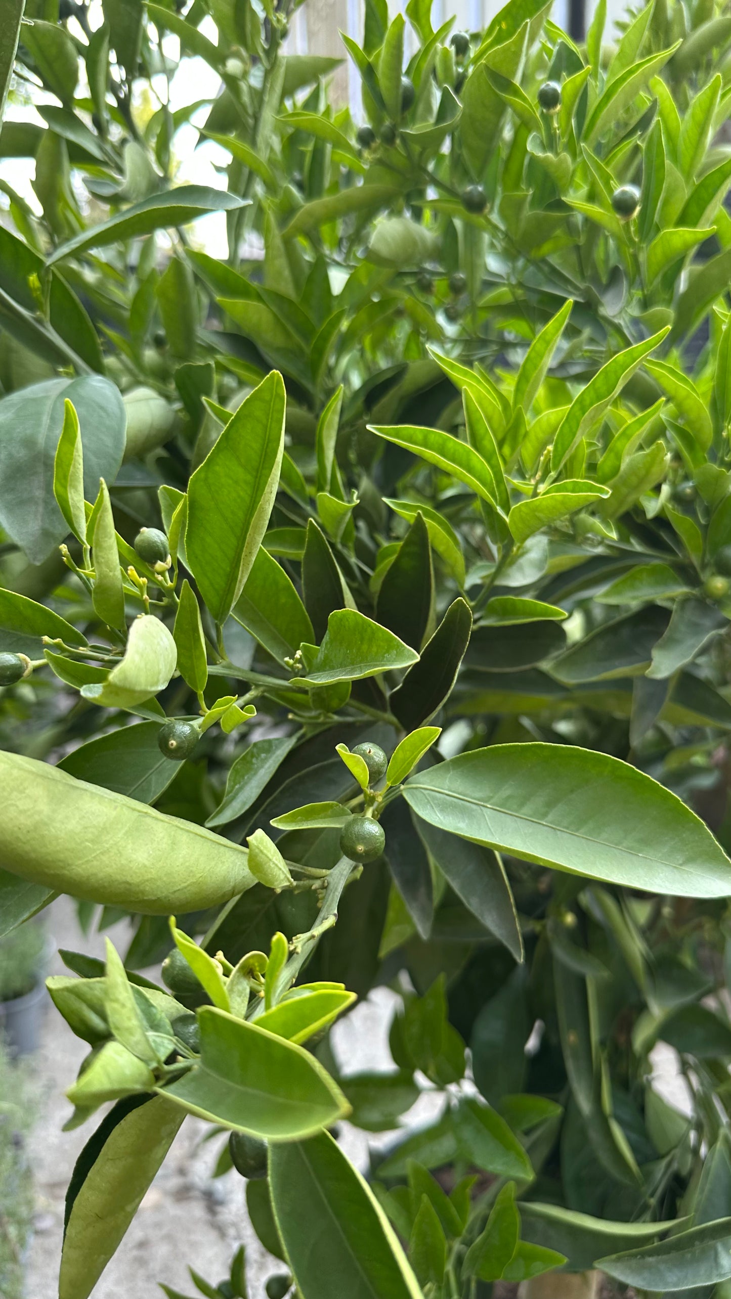 Naranjo Cara Cara (L)