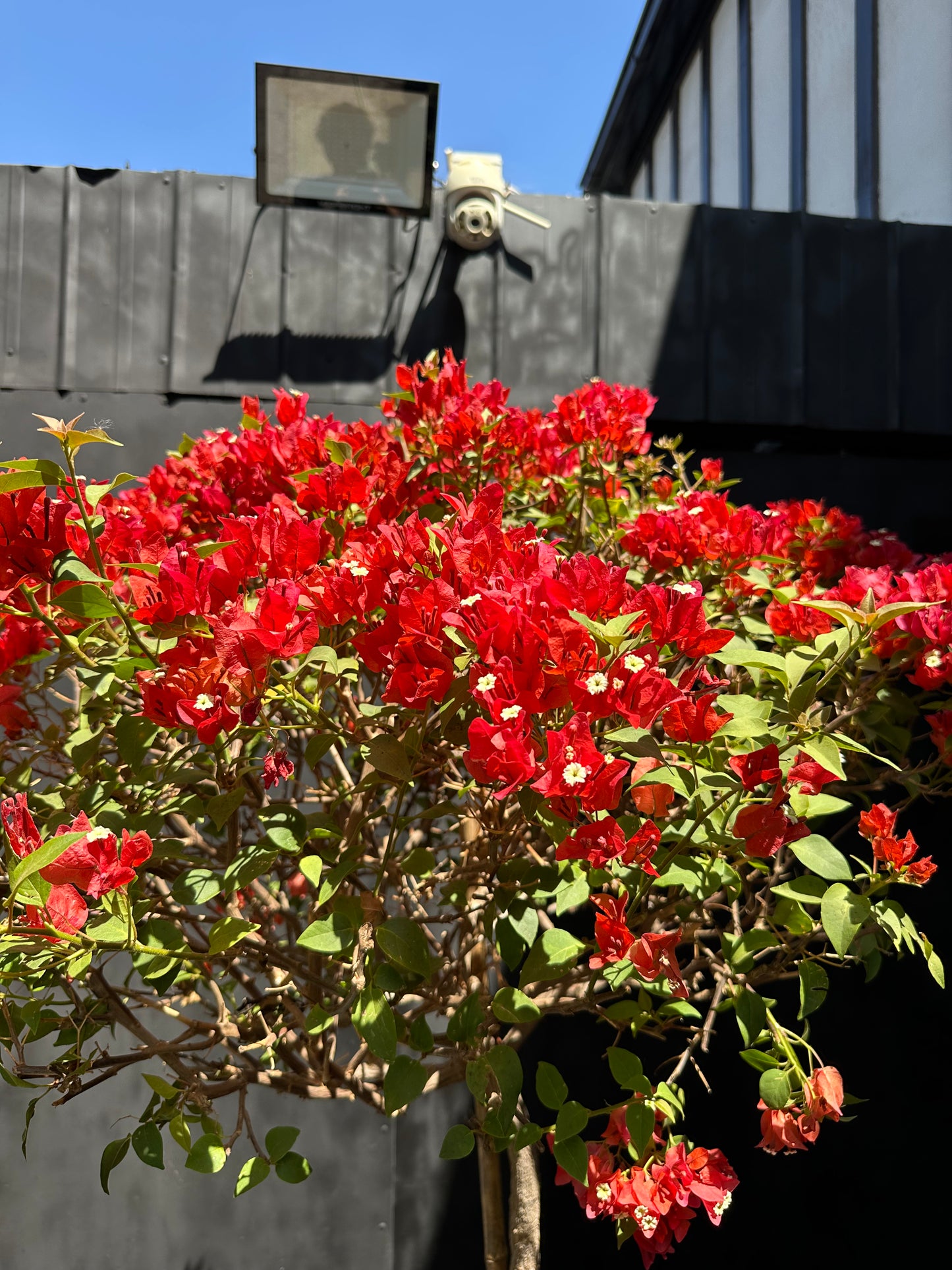 Bugambilia Pie Alto Roja