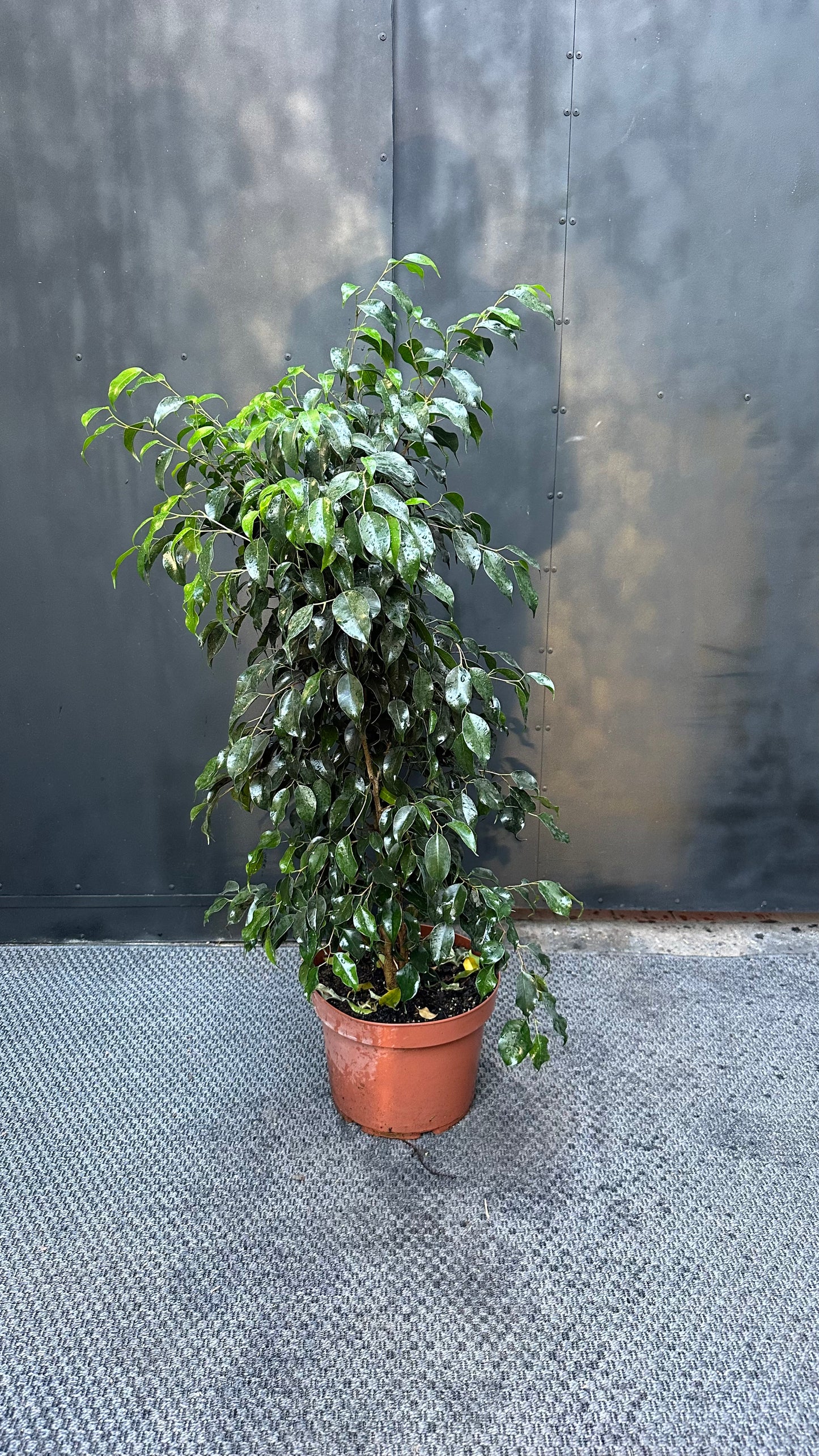 Ficus Benjamina