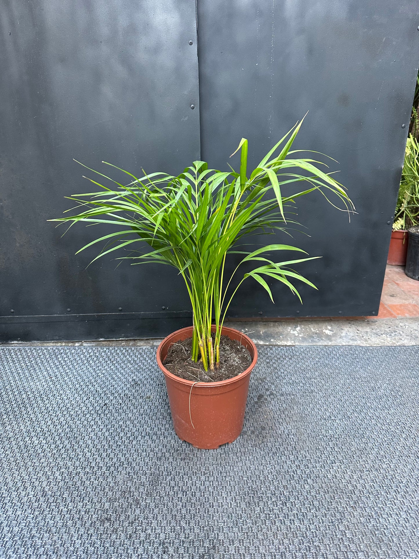 Palmera Areca