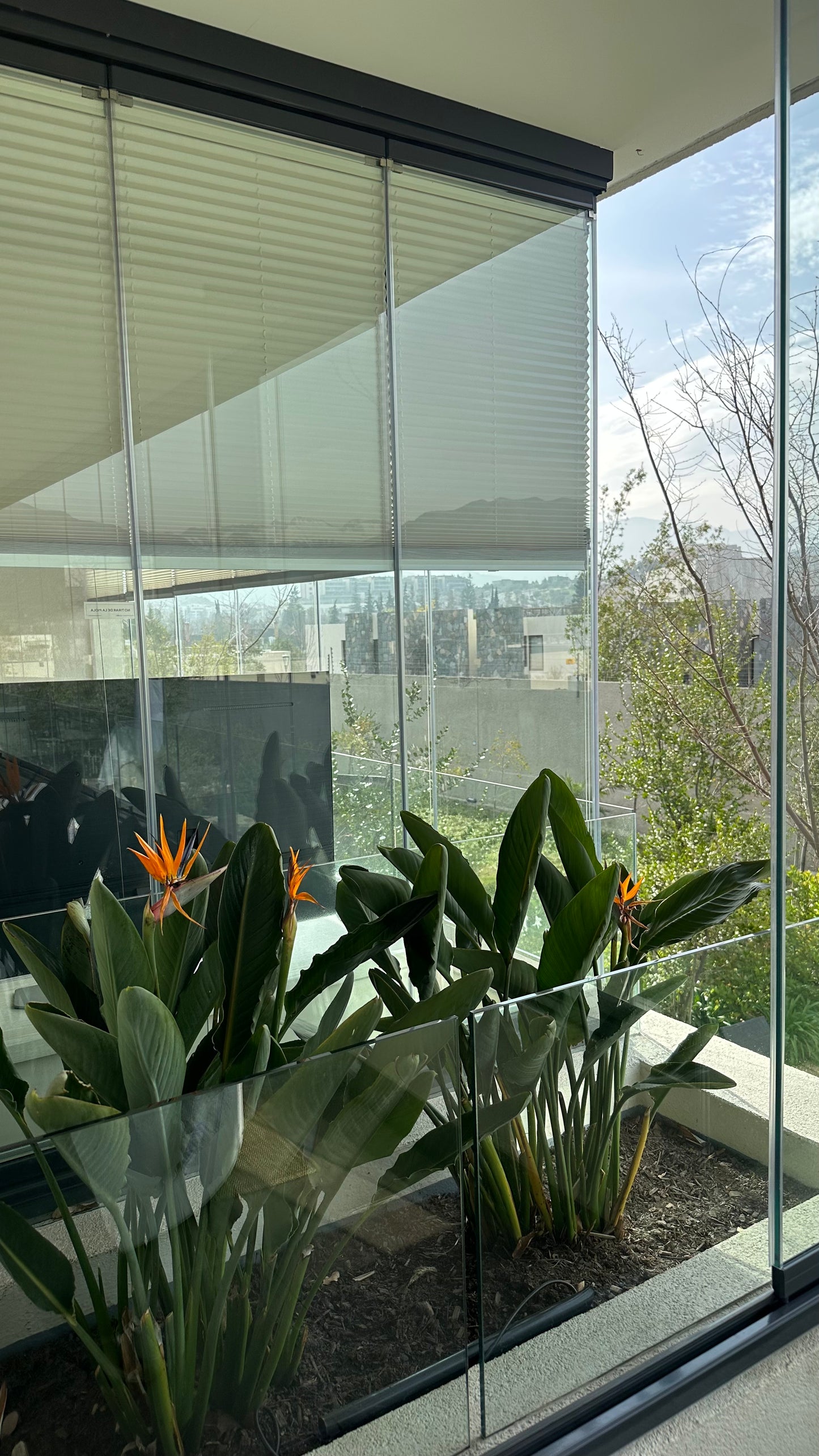 Strelitzia Reginae