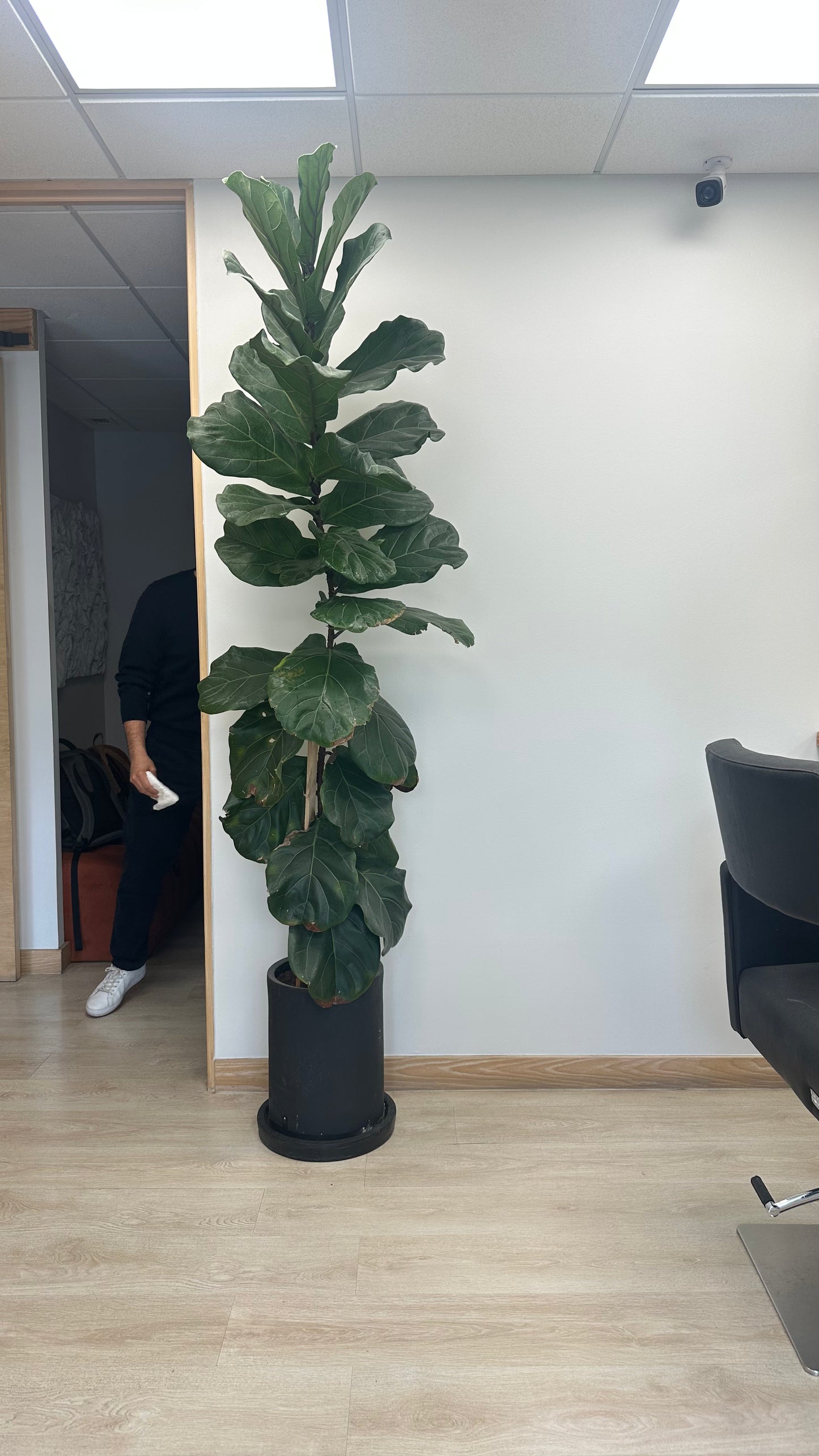 Ficus Lyrata - 1 brazo