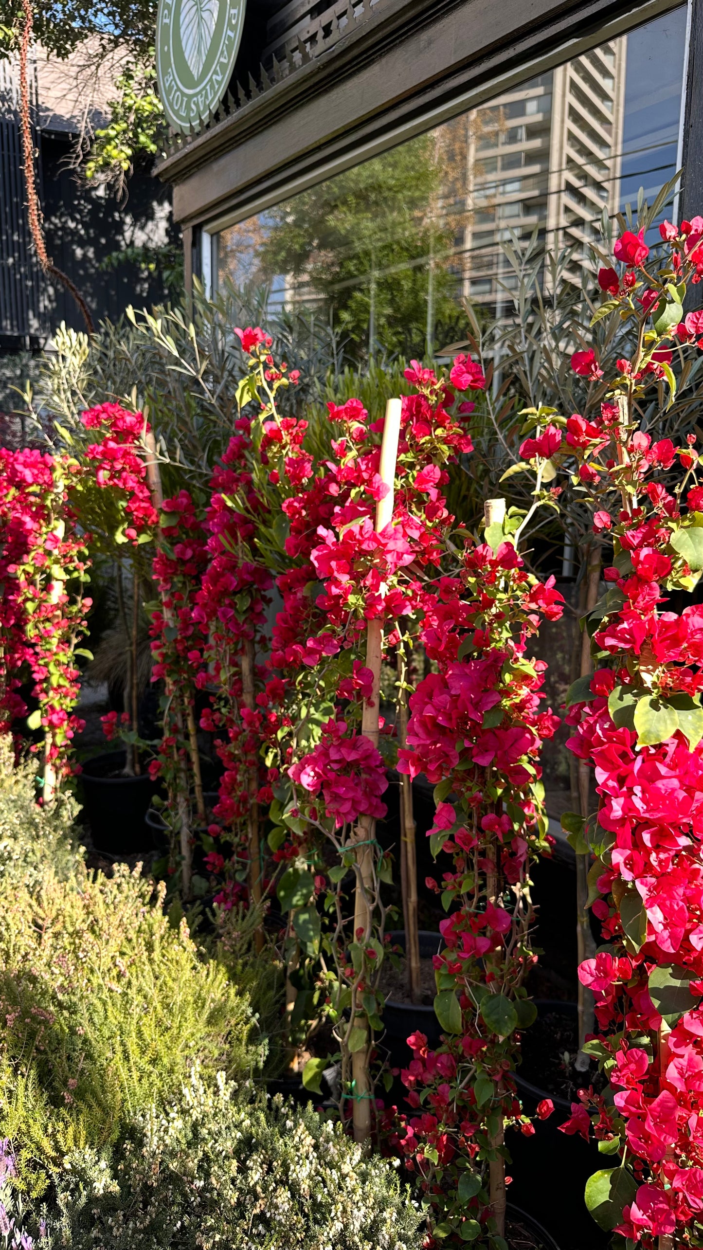Bugambilia Enredadera Fucsia