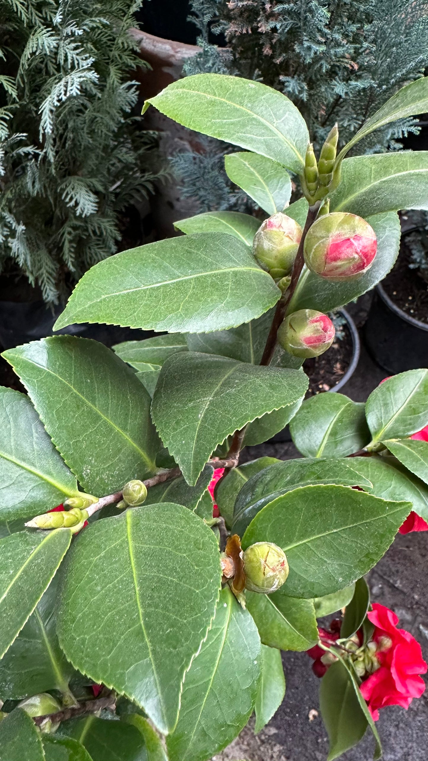 Camelia (M)