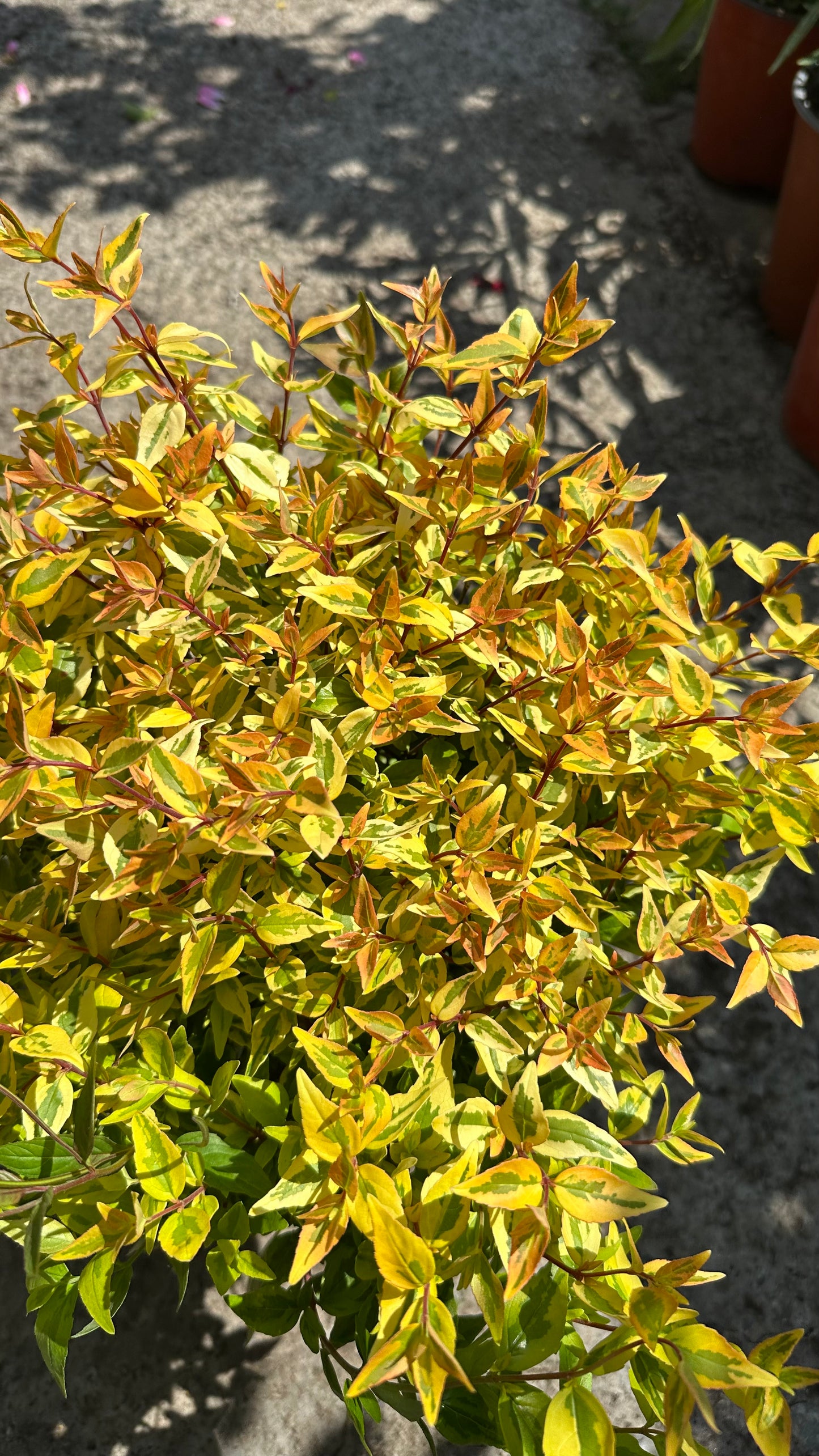 Abelia Dorada