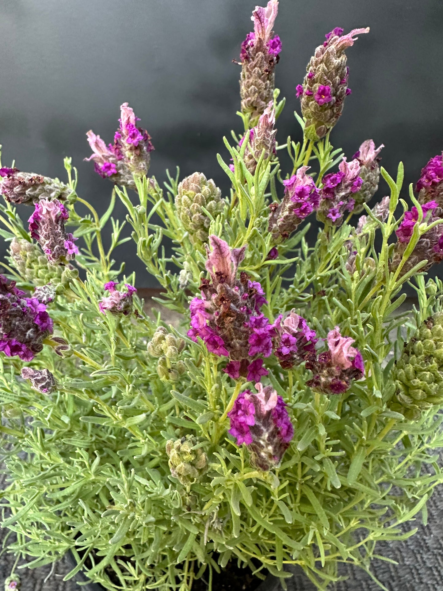 Lavanda Stoecha Rosada