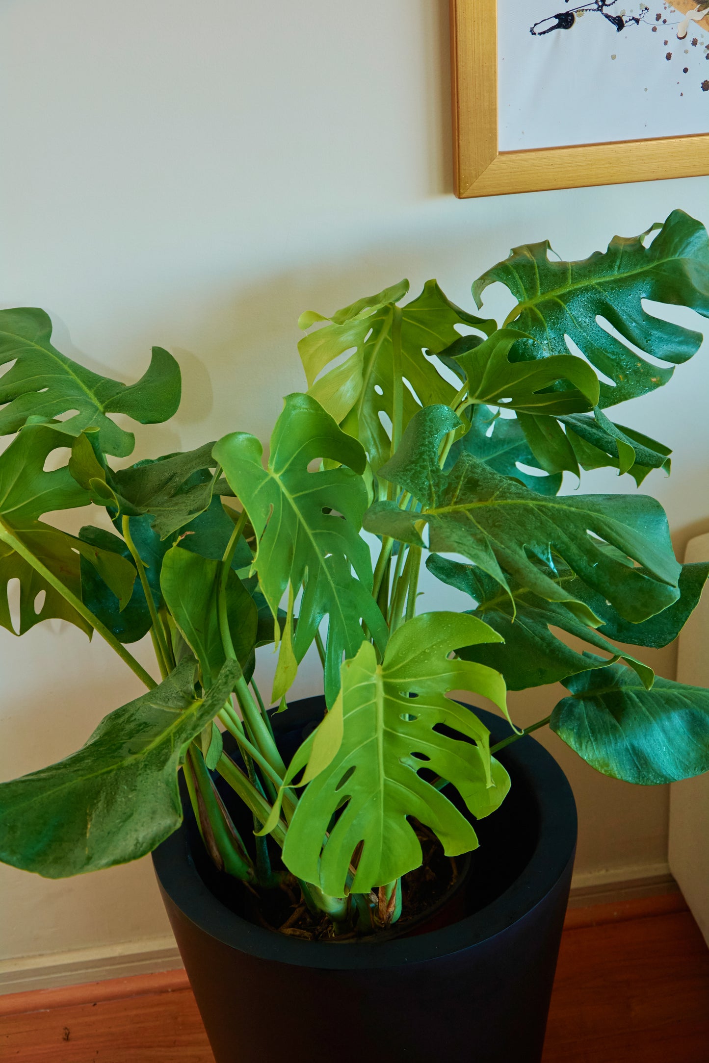 Monstera Deliciosa