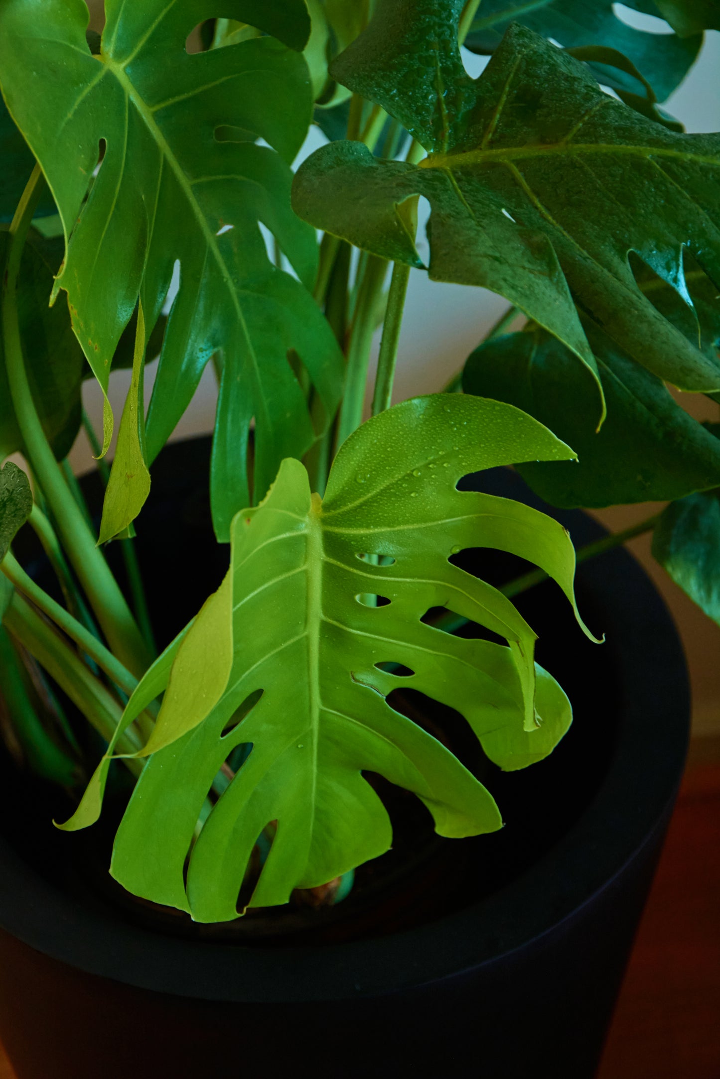 Monstera Deliciosa