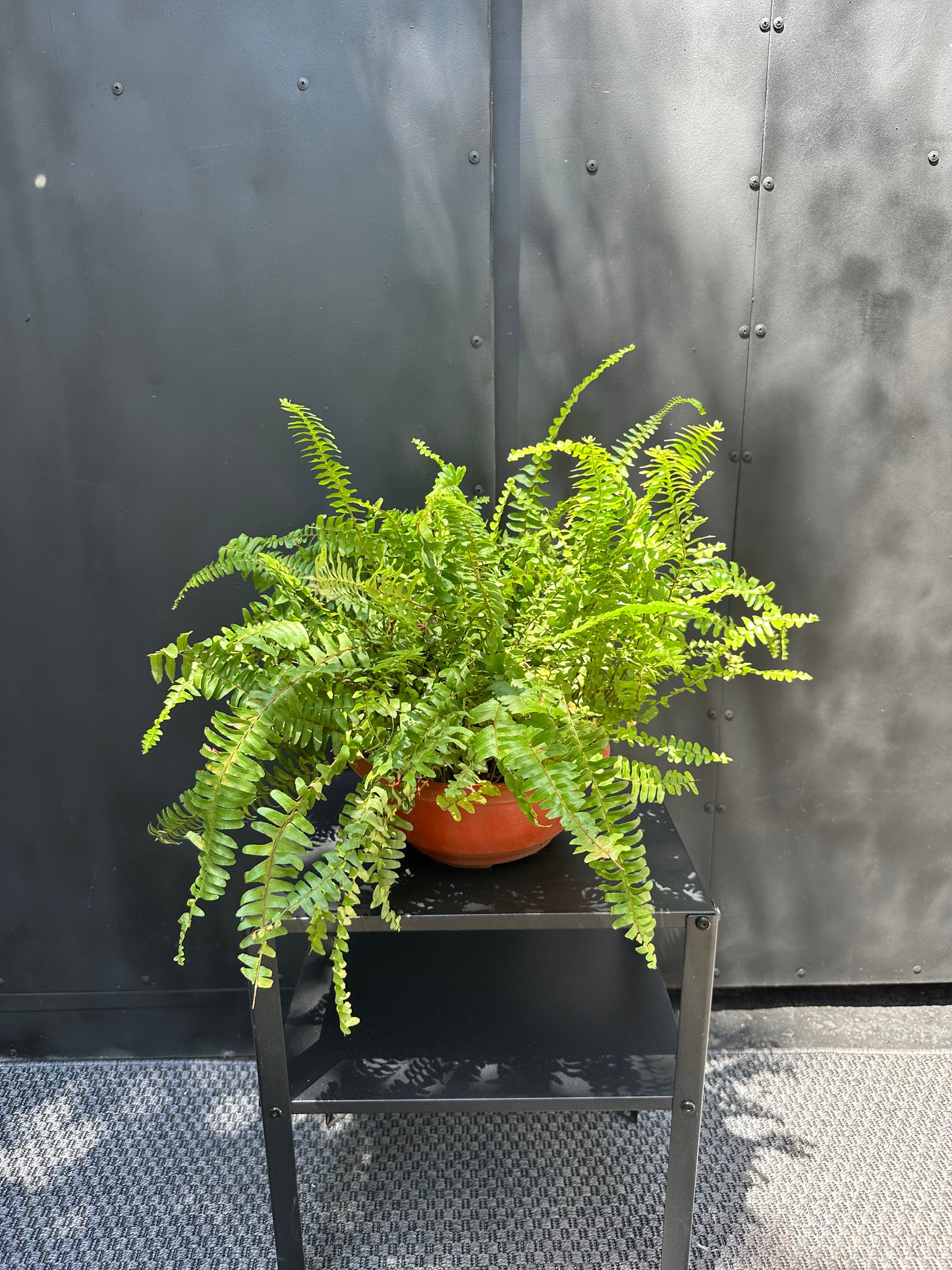 Helecho Espada (Corto)