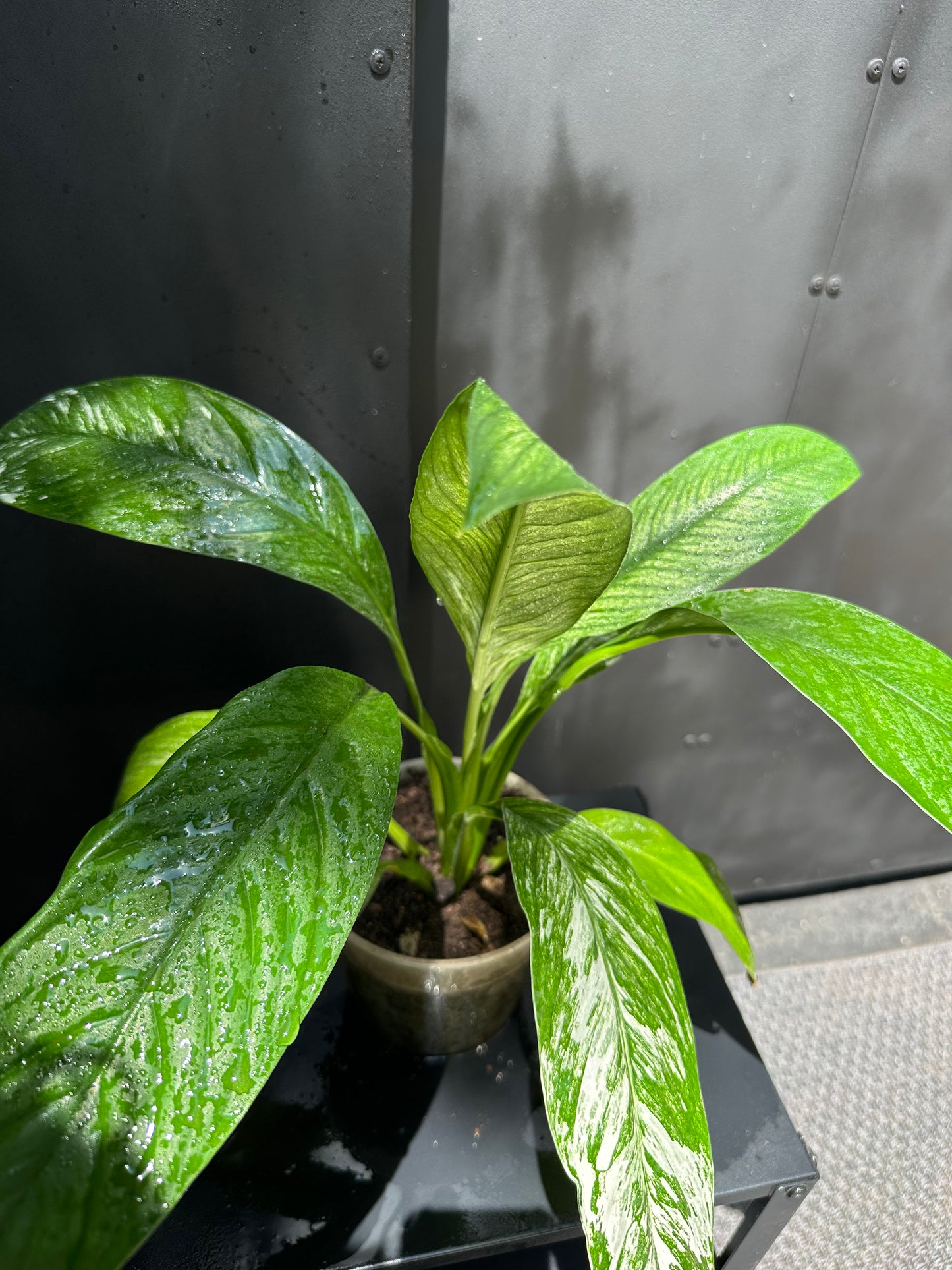 Spathiphyllum Variegado