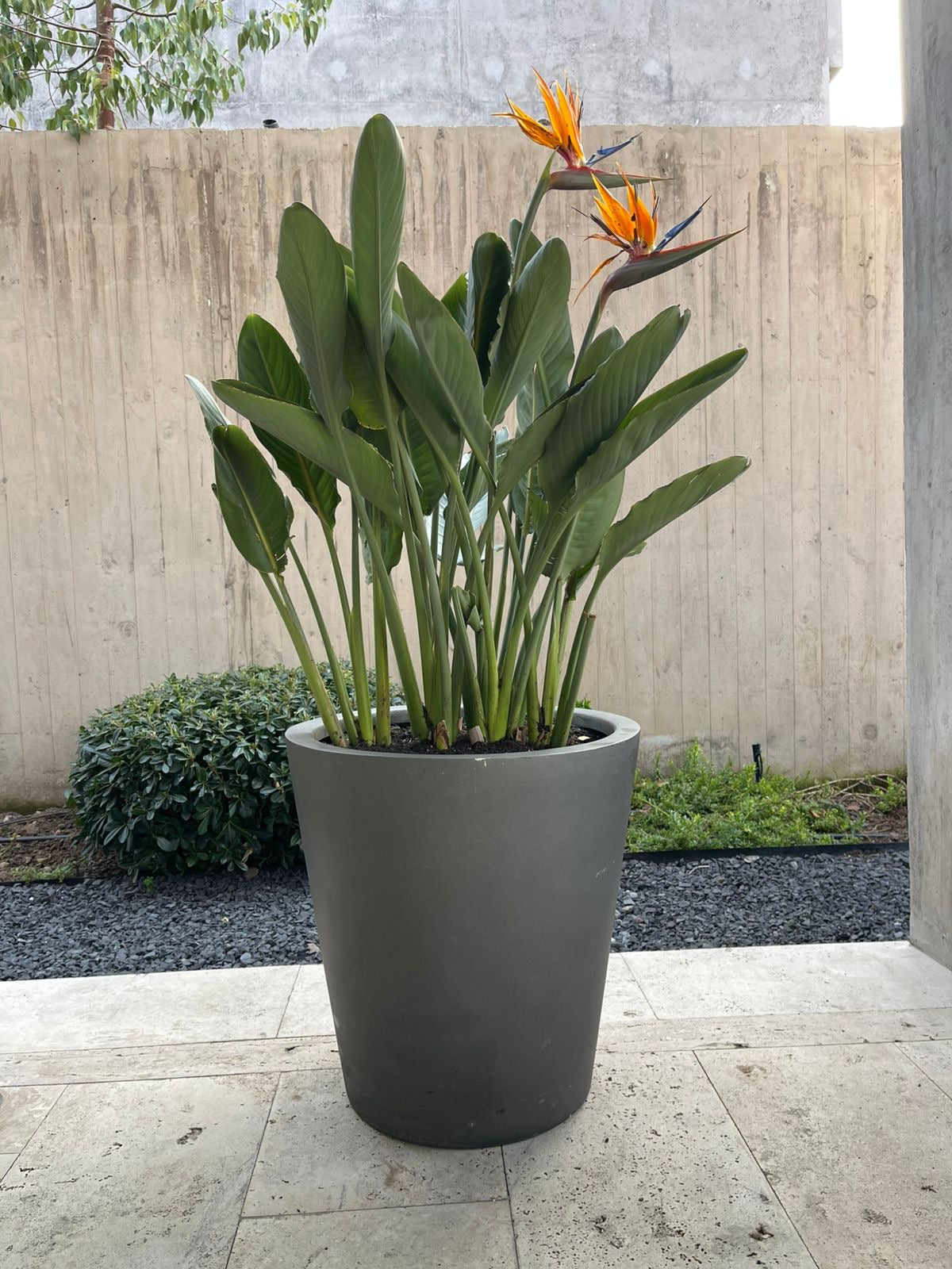 Strelitzia Reginae