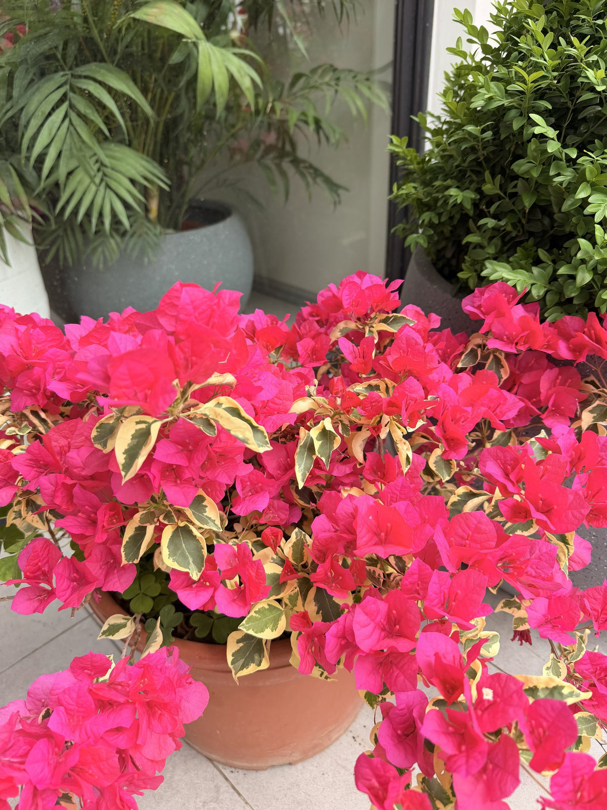 Hojas variegadas y brácteas fucsias de bugambilia