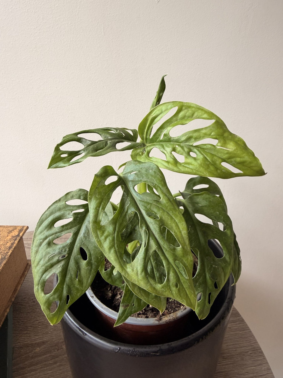 Hojas perforadas de Monstera Adansonii