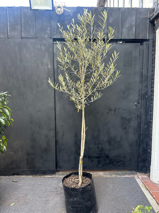 Olivo en Copa, árbol mediterráneo en maceta