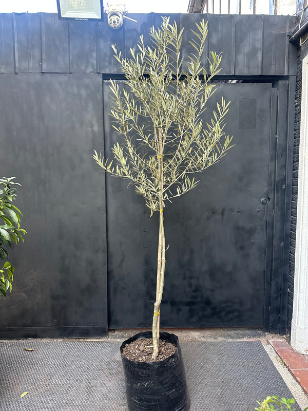Olivo en Copa, árbol mediterráneo en maceta