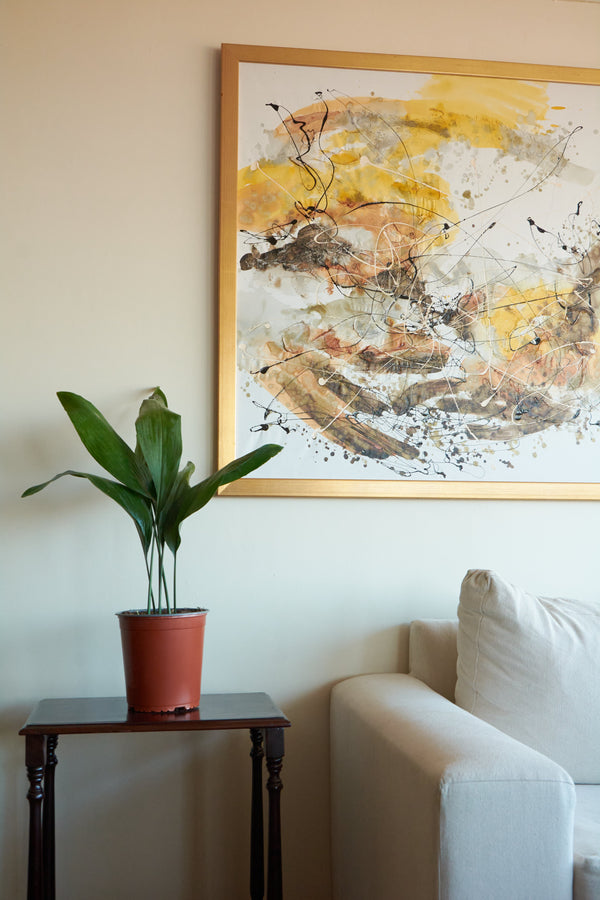 Aspidistra, planta resistente de interior