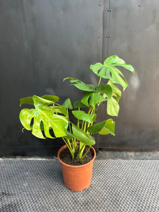 Monstera Deliciosa de interior, Plantas Tole