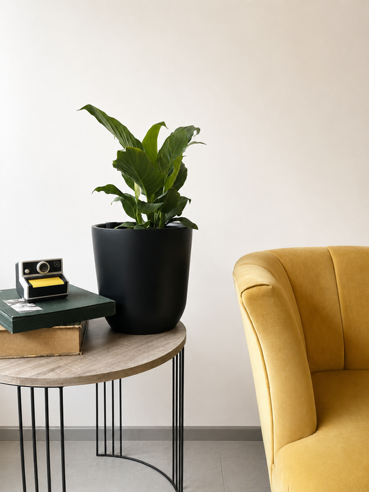Spathiphyllum, planta pet friendly de interior