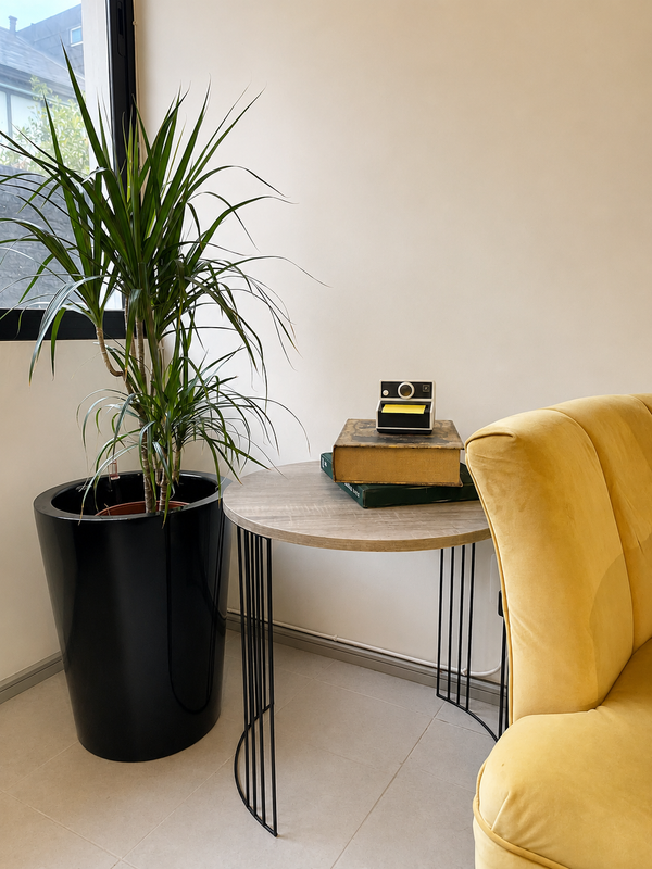 Dracena Marginata, planta para espacios con poca luz