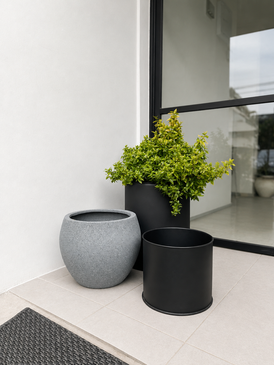 Abelia Dorada de follaje amarillo verdoso y pequeñas flores tubulares