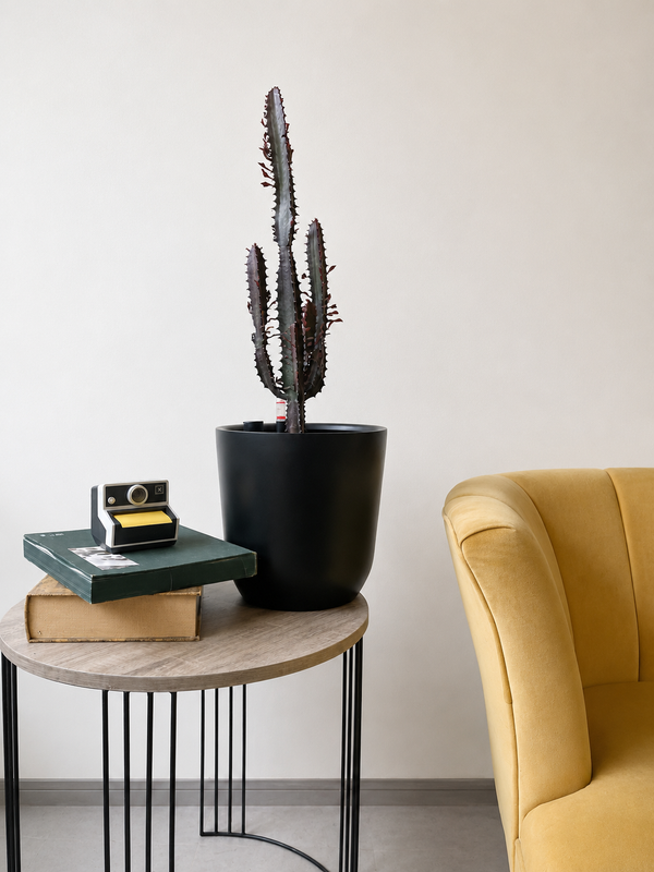 Euphorbia Trigona de tallos verticales, planta suculenta de bajo mantenimiento