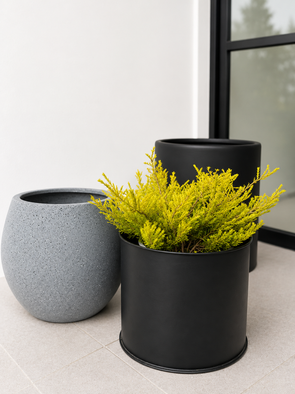 Diosma con follaje fino y pequeñas flores rosadas, arbusto aromático de exterior