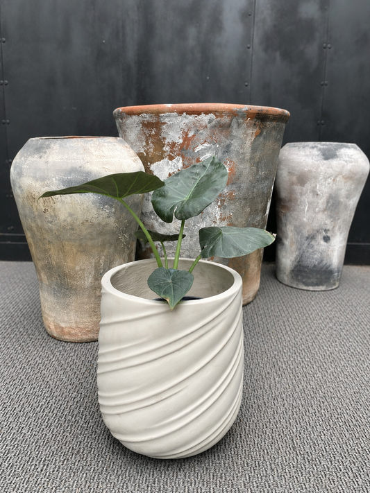 Alocasia Regal Shield con hojas grandes en forma de escudo de color verde oscuro