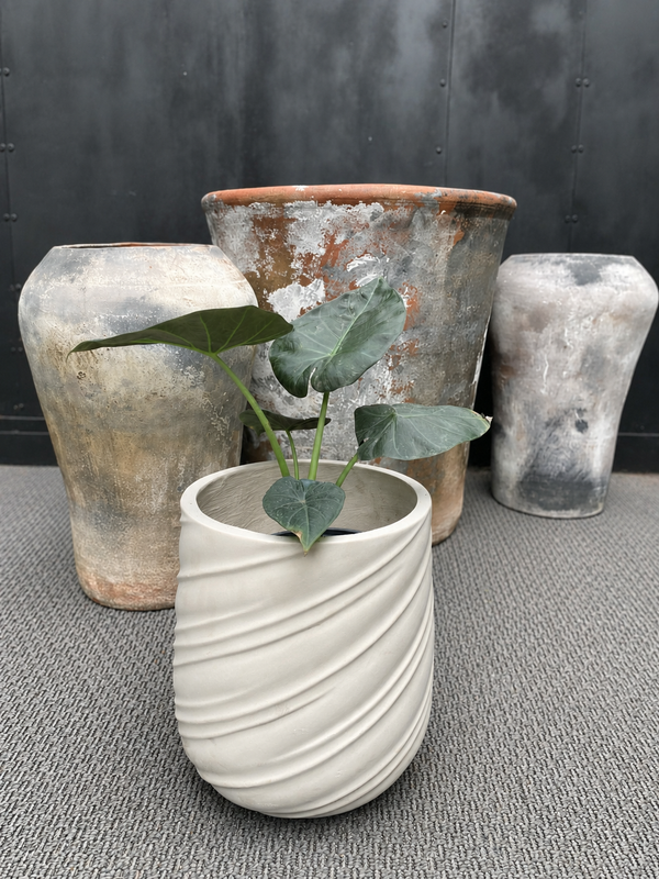 Alocasia Regal Shield con hojas grandes en forma de escudo de color verde oscuro