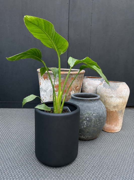 Strelitzia Nicolai, ave del paraíso gigante