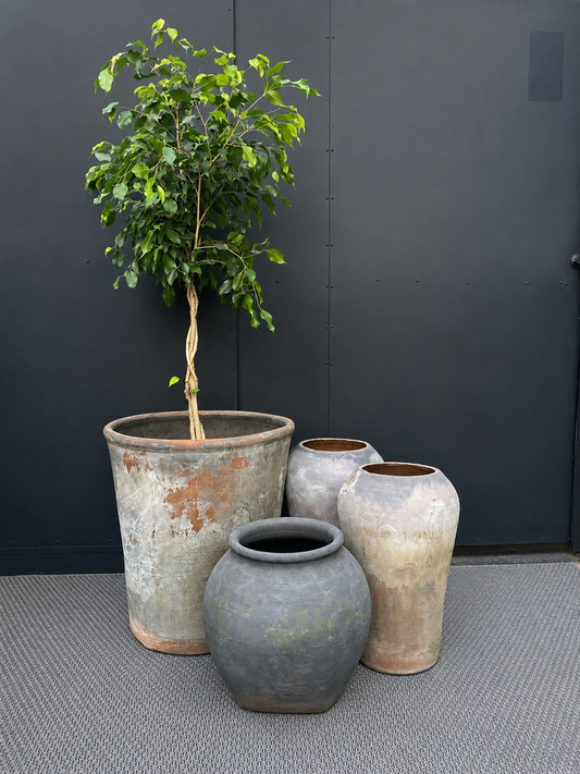 Ficus Benjamina Trenzado en maceta, planta de interior con tronco entrelazado