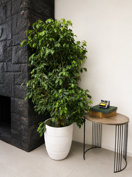 Ficus Benjamina con follaje frondoso en interior luminoso