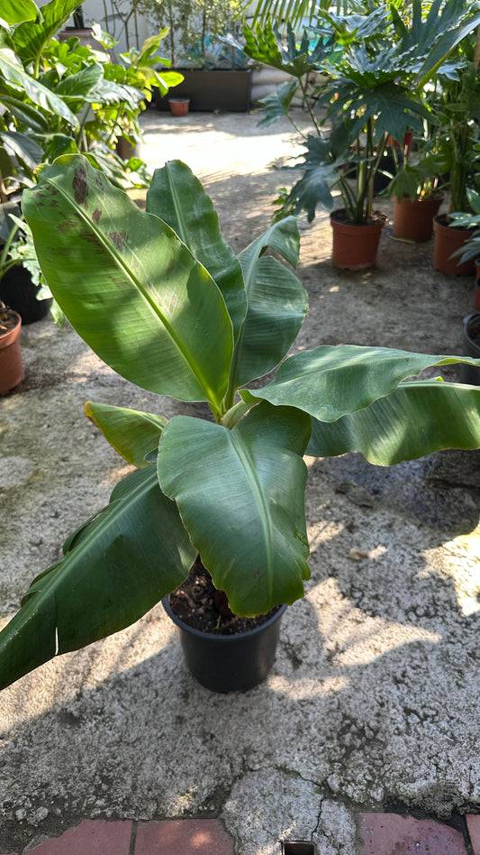 Musa Tropicana de interior con grandes hojas verdes en forma de abanico