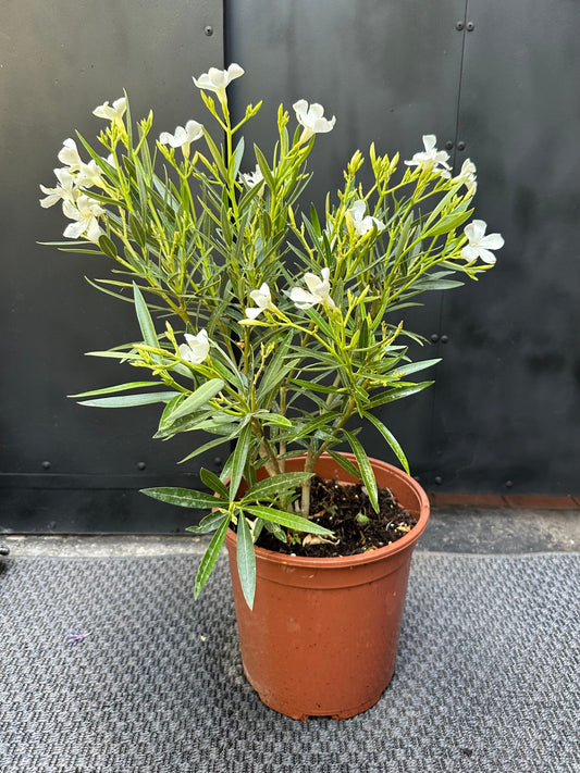 Laurel Enano de hojas verdes aromáticas en macetero de jardín