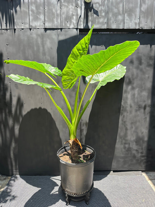 Manto de Eva, Calathea Rufibarba con hojas onduladas verdes y burdeos