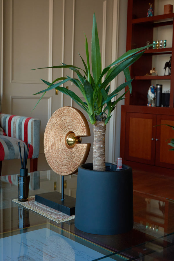 Yuca, planta resistente y difícil de matar