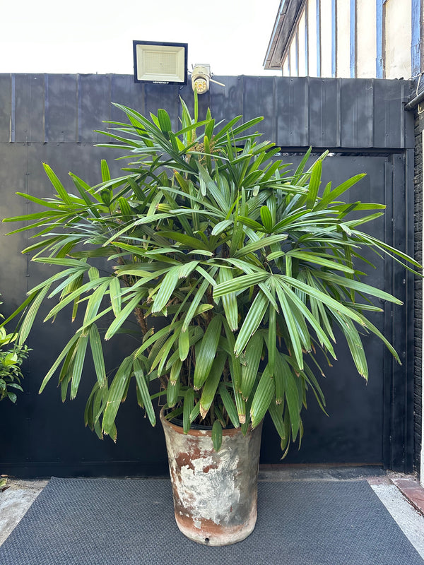 Raphis Excelsa XXL en maceta, ejemplo para trasplante