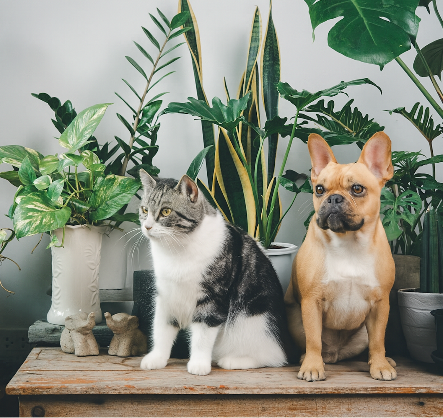 Pet Friendly
