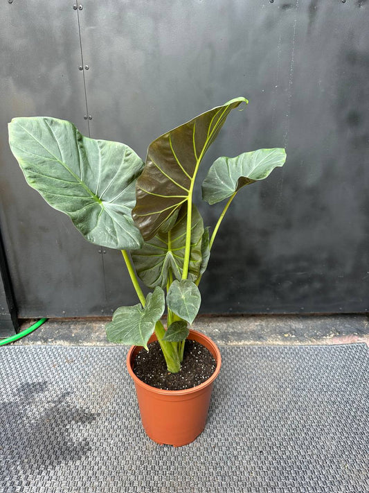 Alocasia Regal Shield — vista completa en maceta terracota