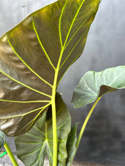 Alocasia Regal Shield — detalle de hoja aterciopelada con nervaduras verdes
