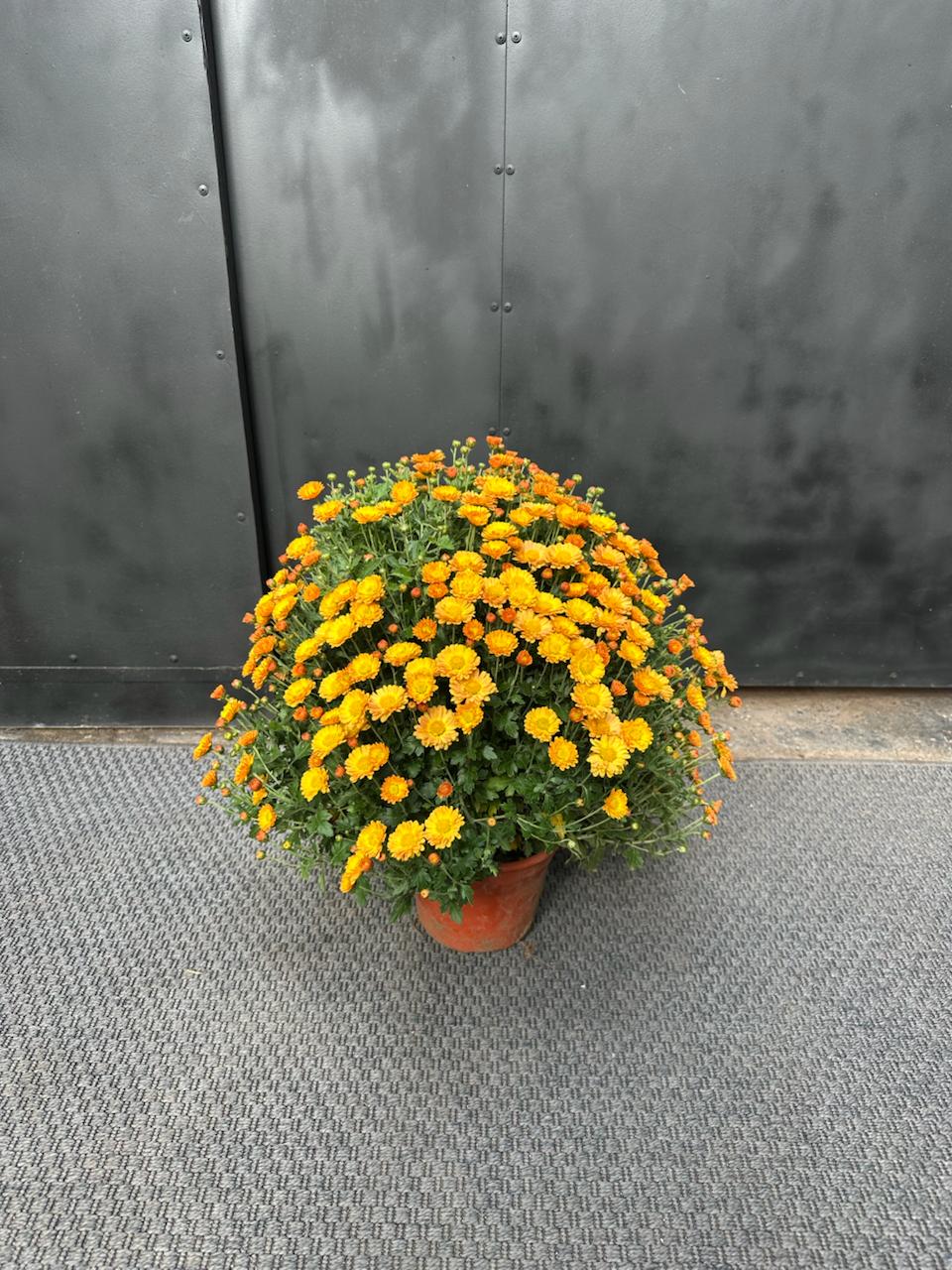 Crisantemos en Bolo amarillo — esfera compacta con floracion plena