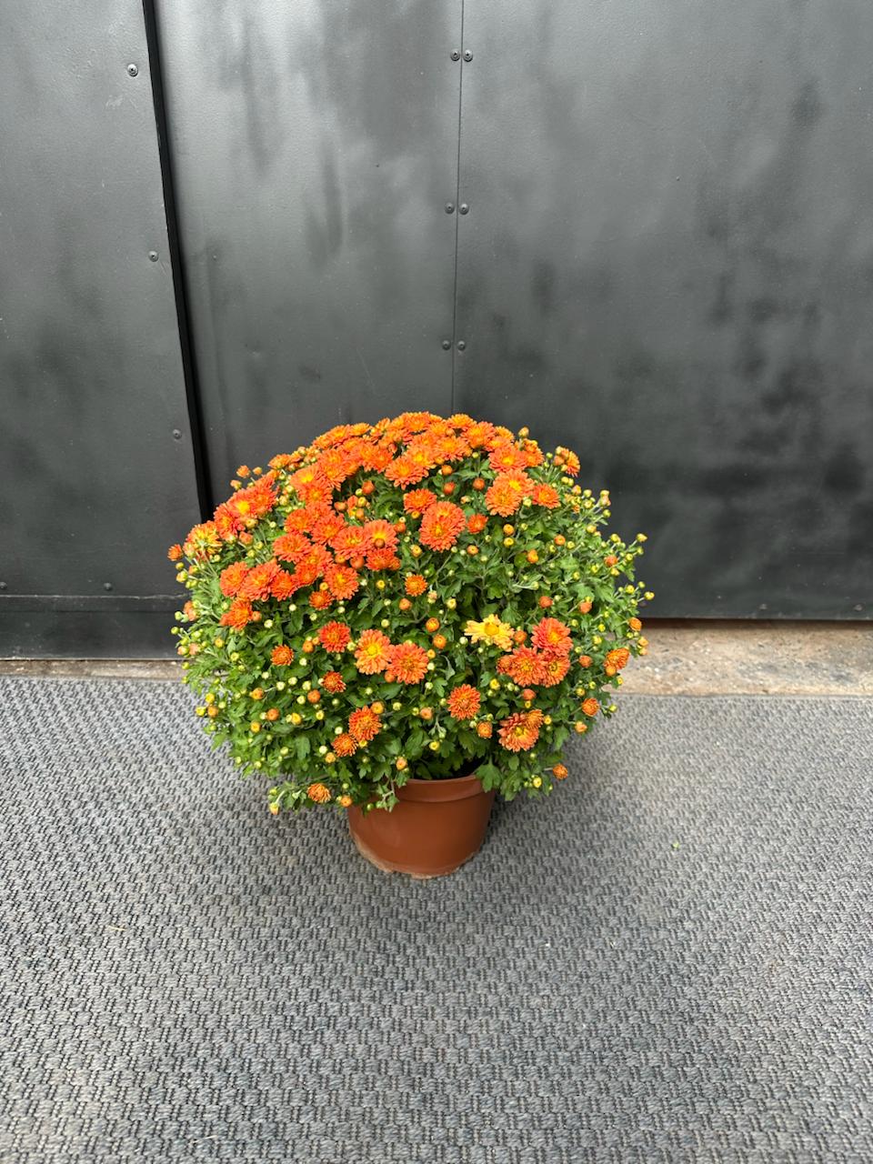 Crisantemos en Bolo amarillo — detalle de flores naranjas