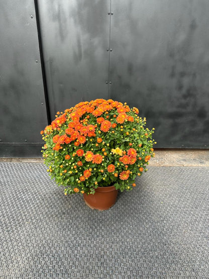 Crisantemos en Bolo amarillo — detalle de flores naranjas