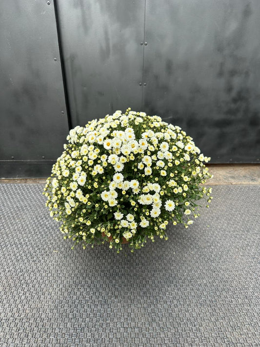 Crisantemos en Bolo blanco — esfera compacta con flores blancas