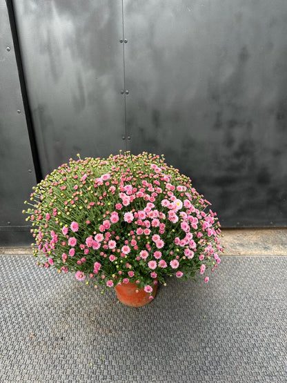 Crisantemos en Bolo rosado — esfera compacta con flores rosadas