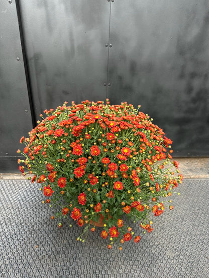 Crisantemos en Bolo rojo — esfera compacta con flores rojas