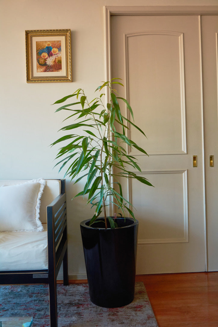 Ficus Alii