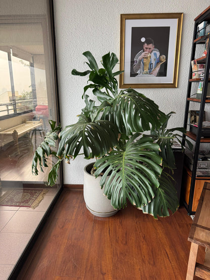 Monstera Deliciosa