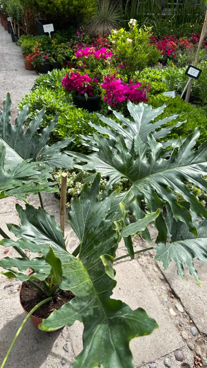 Philodendro Paraguayo