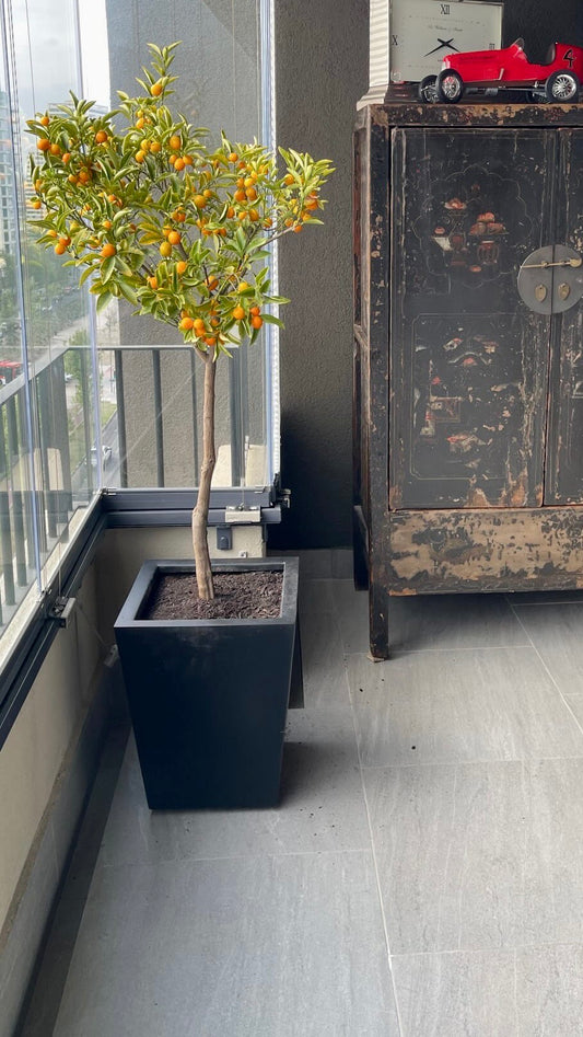 Kumquat