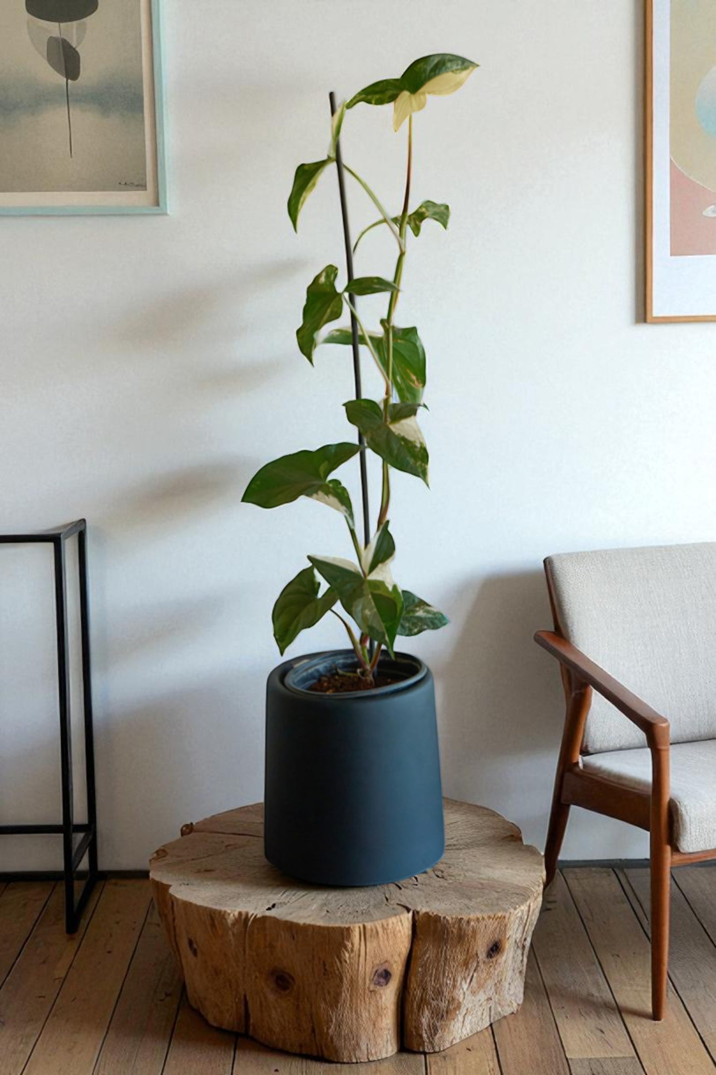 Syngonio Variegado